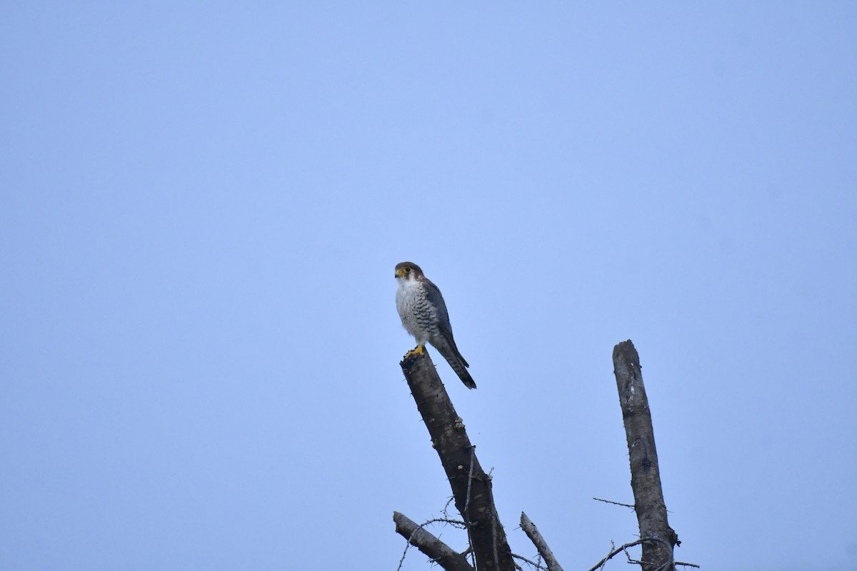 Red-necked Falcon - ML647769204