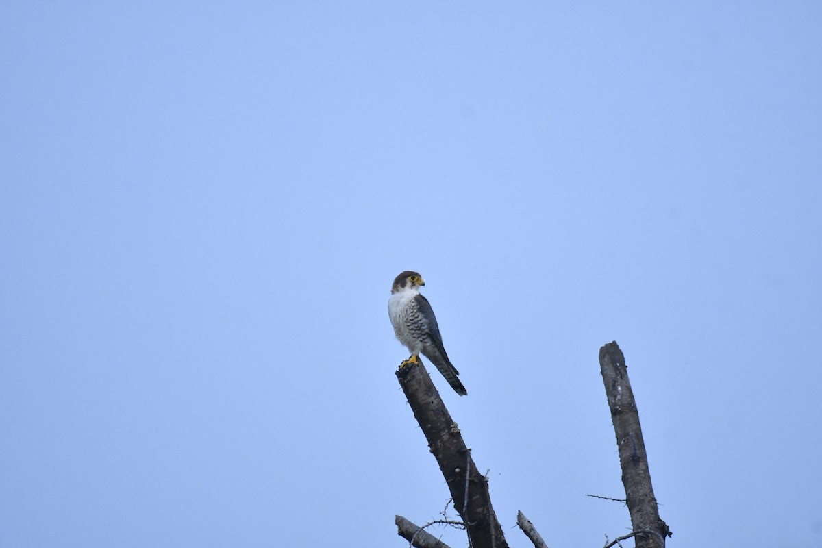 Red-necked Falcon - ML647769205