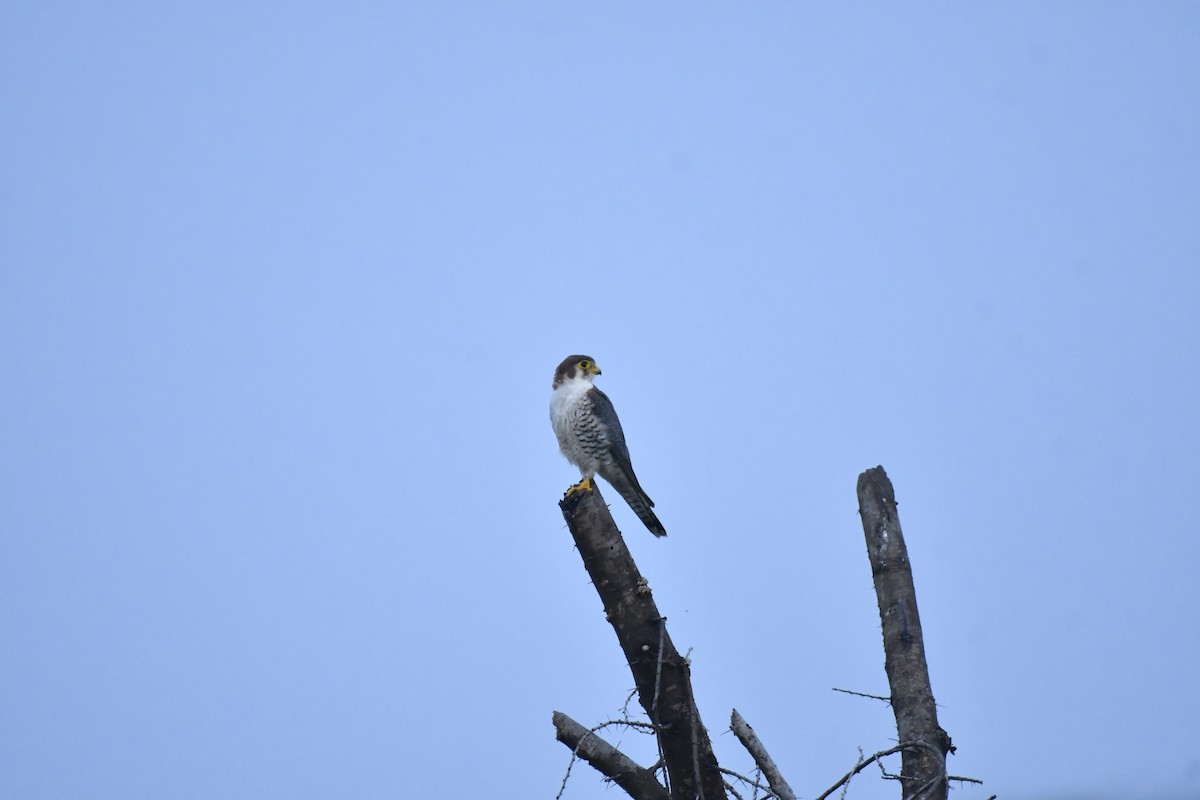 Red-necked Falcon - ML647769206