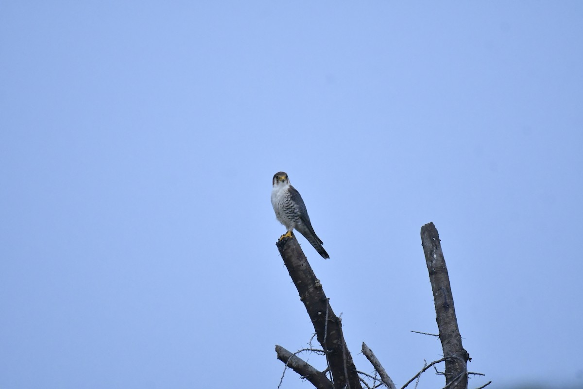 Red-necked Falcon - ML647769207