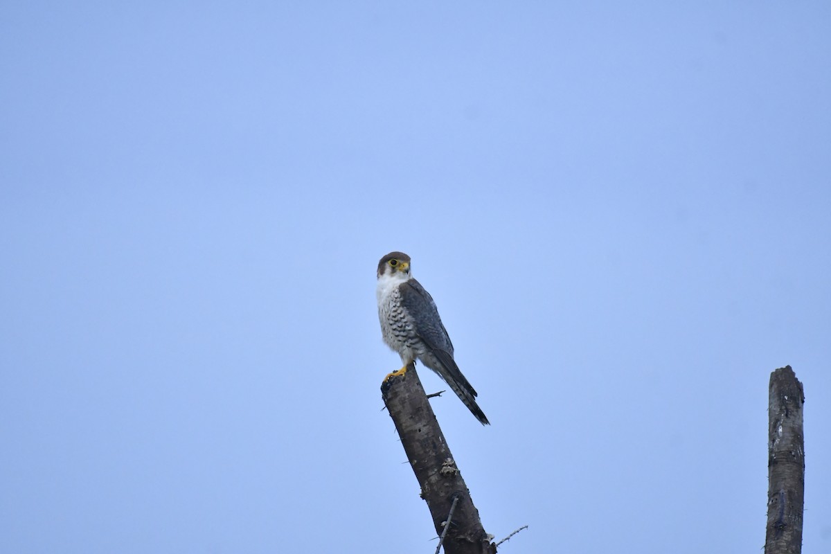 Red-necked Falcon - ML647769208