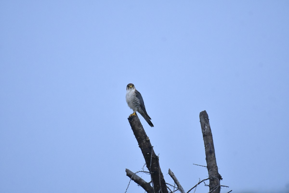 Red-necked Falcon - ML647769209