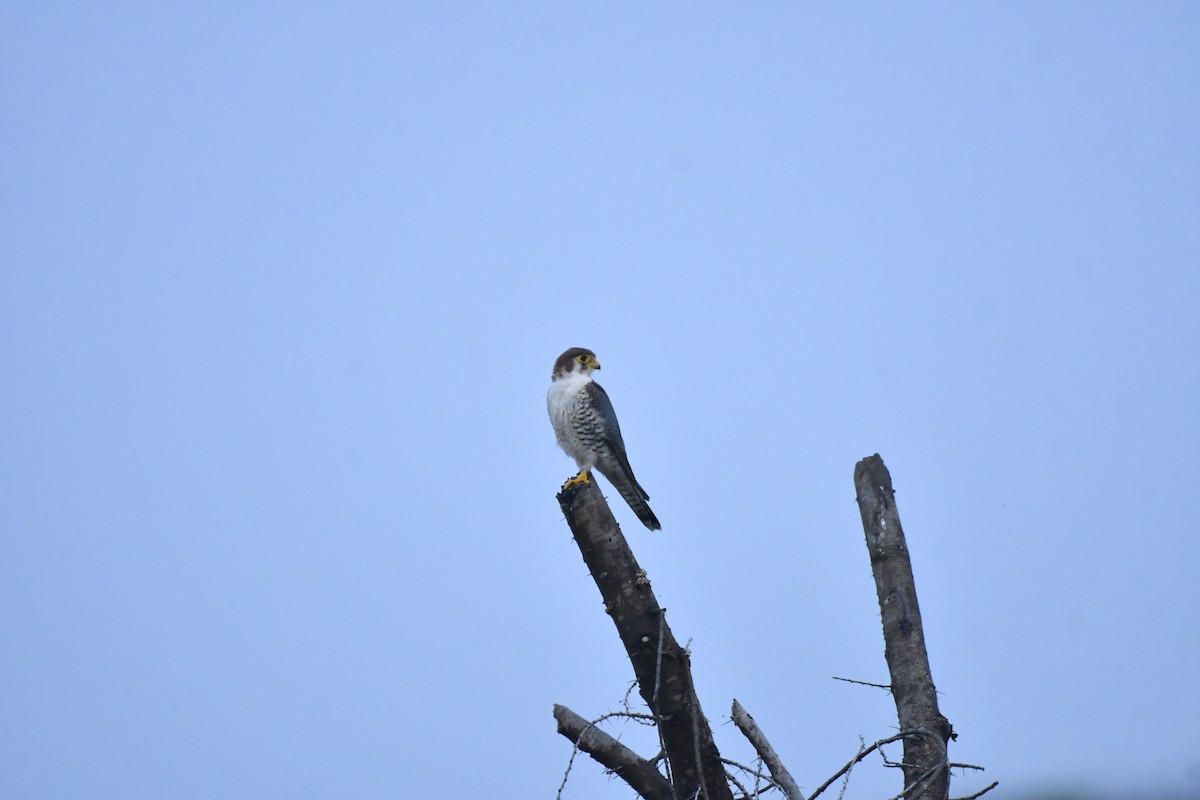Red-necked Falcon - ML647769210