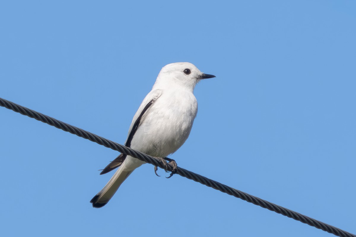 White Monjita - ML647769211