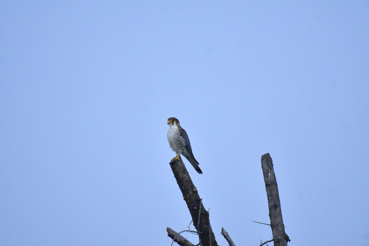 Red-necked Falcon - ML647769213