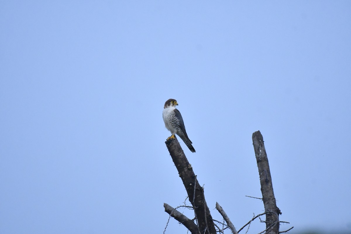 Red-necked Falcon - ML647769214