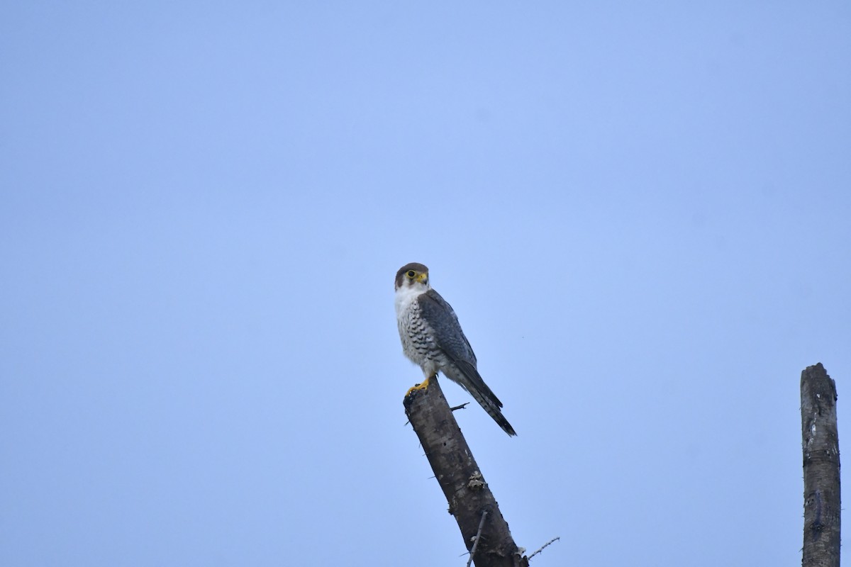 Red-necked Falcon - ML647769215