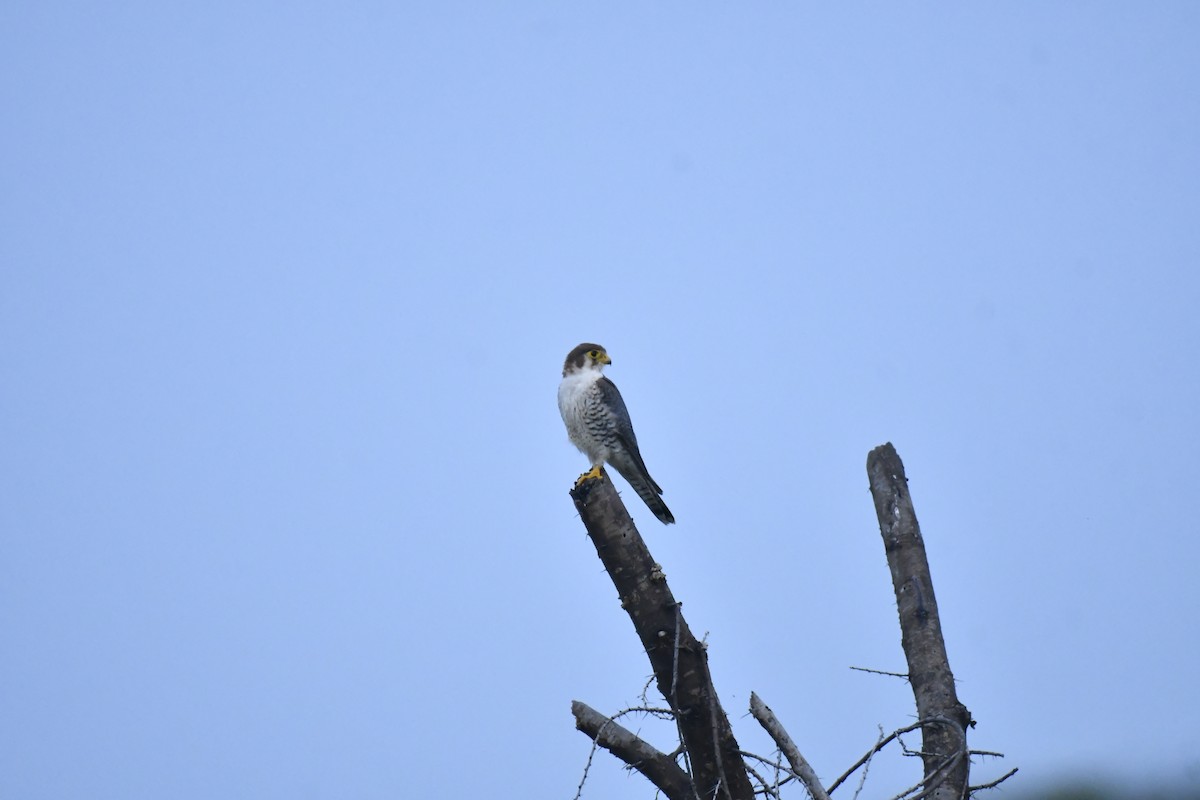 Red-necked Falcon - ML647769218