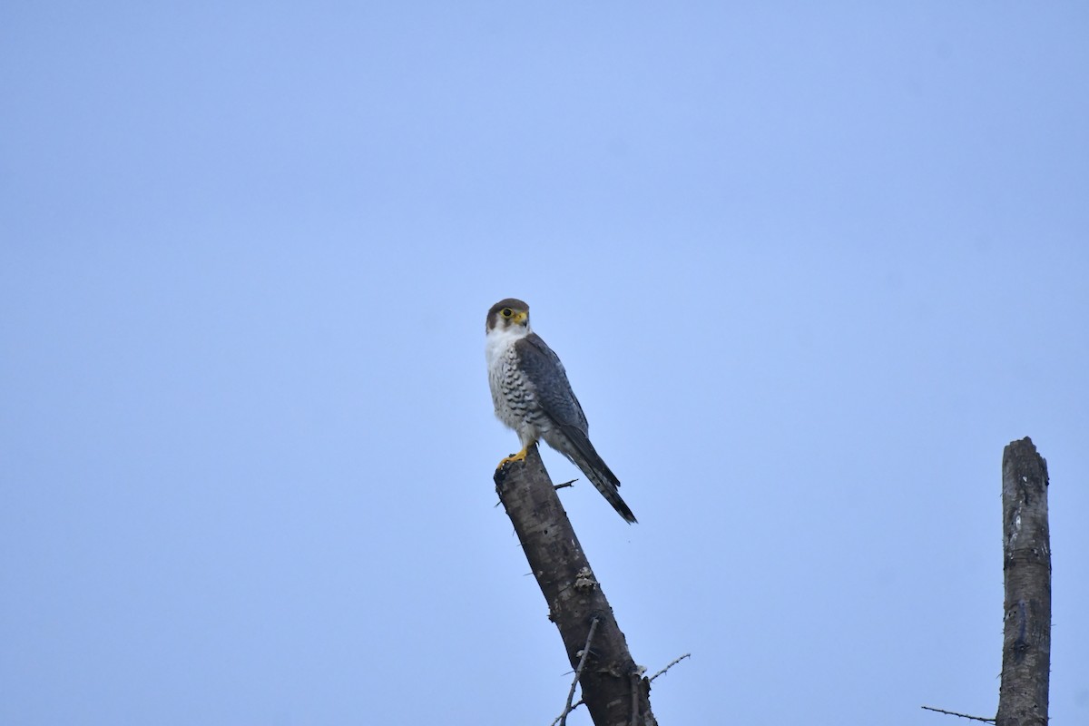 Red-necked Falcon - ML647769219