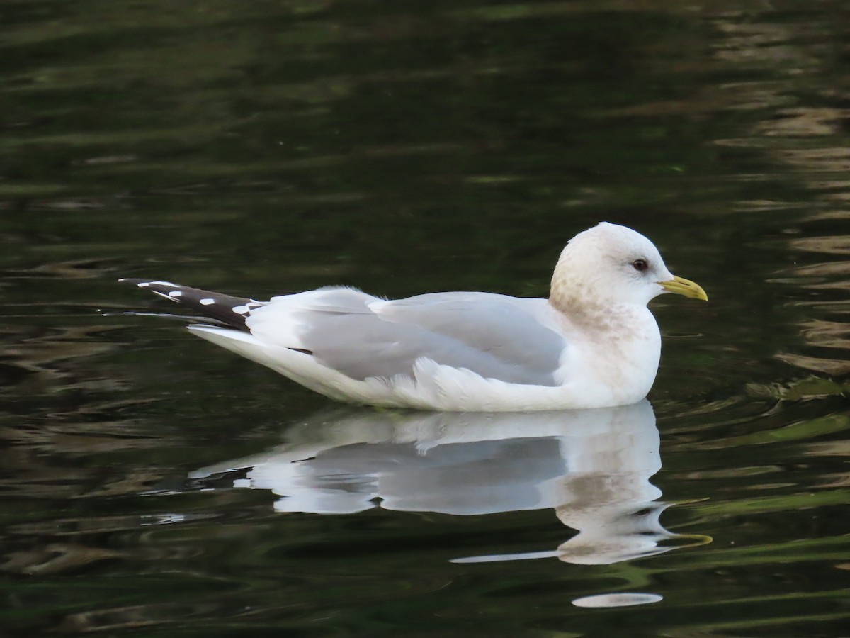 Short-billed Gull - ML647769221