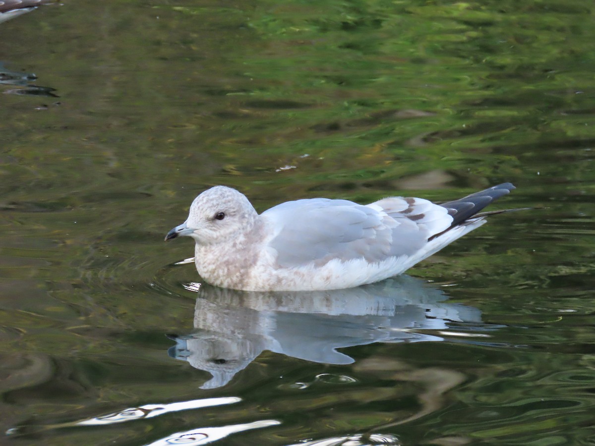 Short-billed Gull - ML647769222