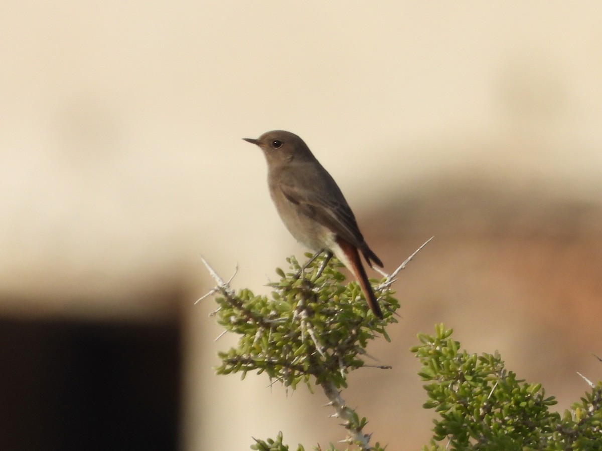 Black Redstart - ML647769223