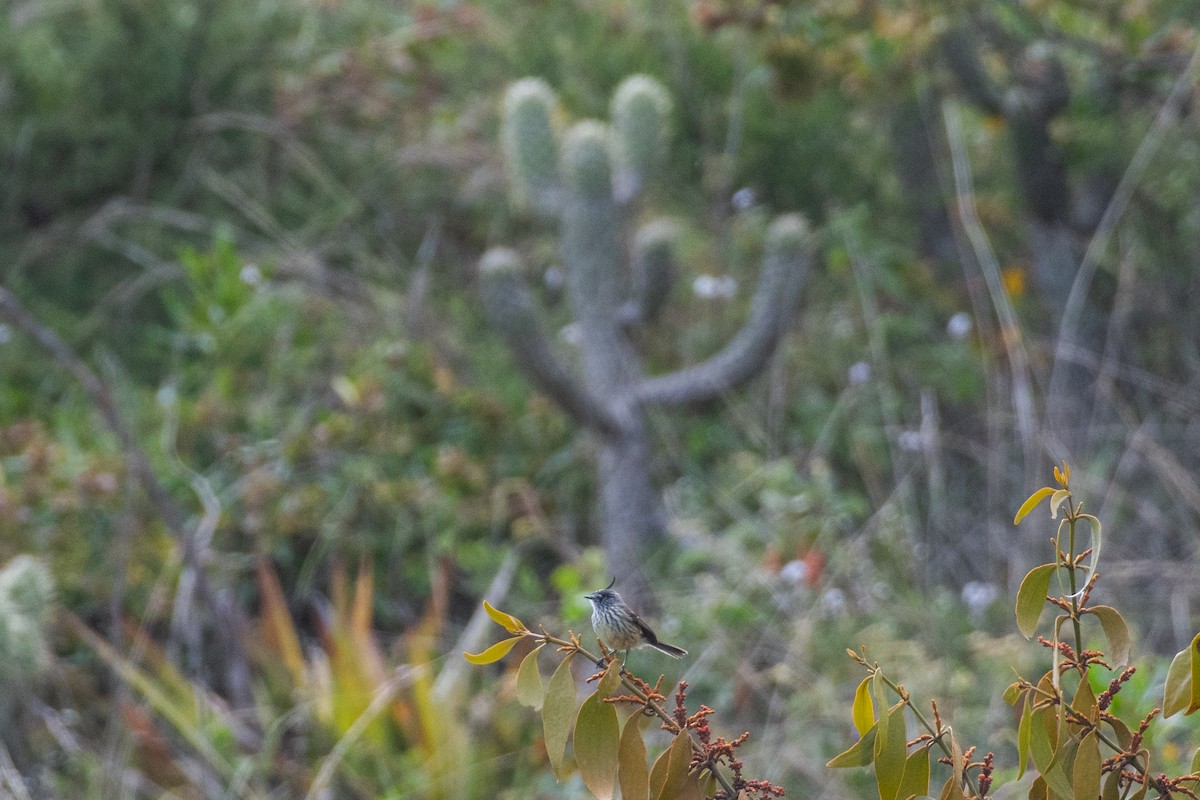 Tufted Tit-Tyrant - ML647769224