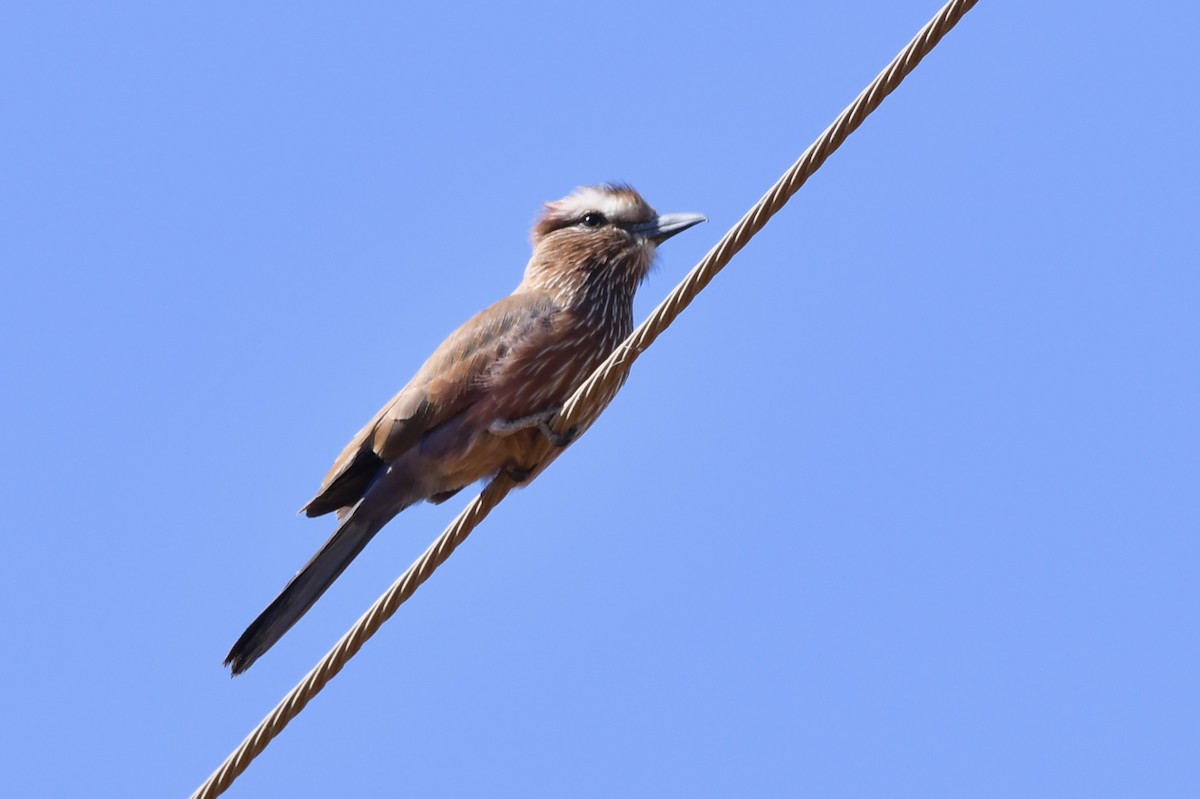 Purple Roller - ML647769225