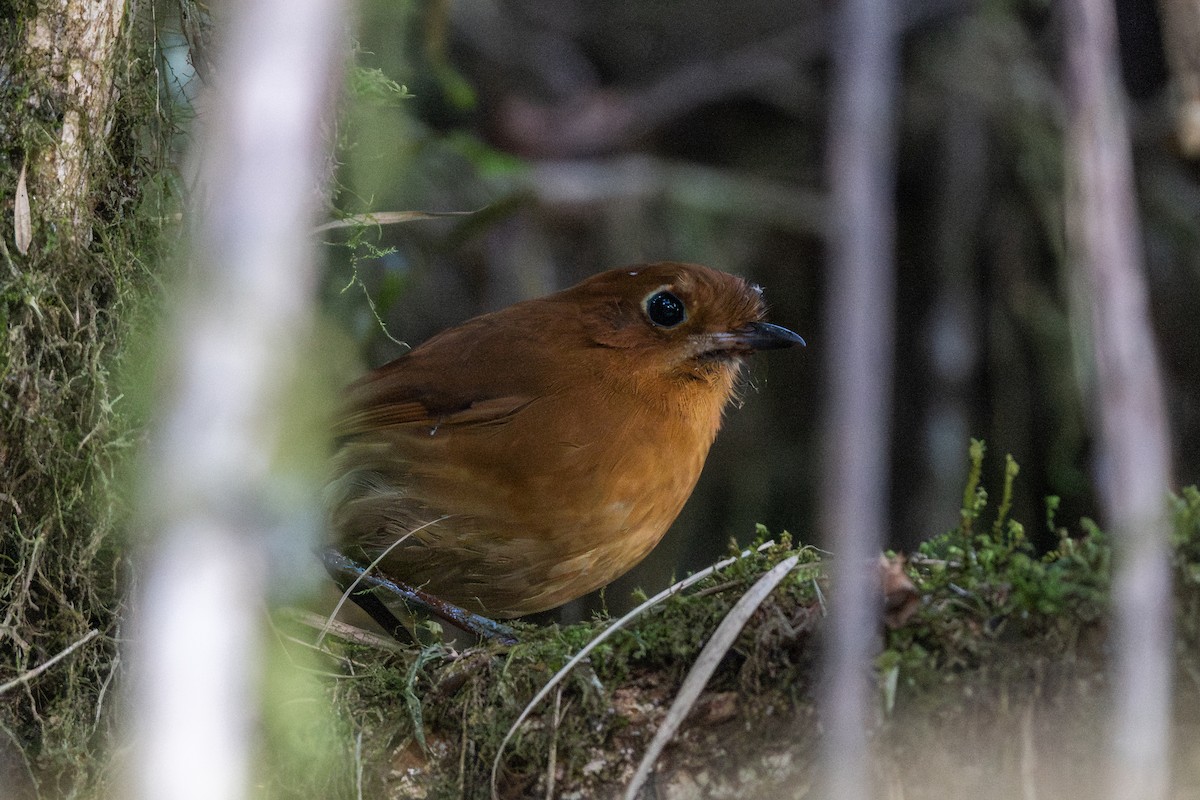 Muisca Antpitta - ML647769226