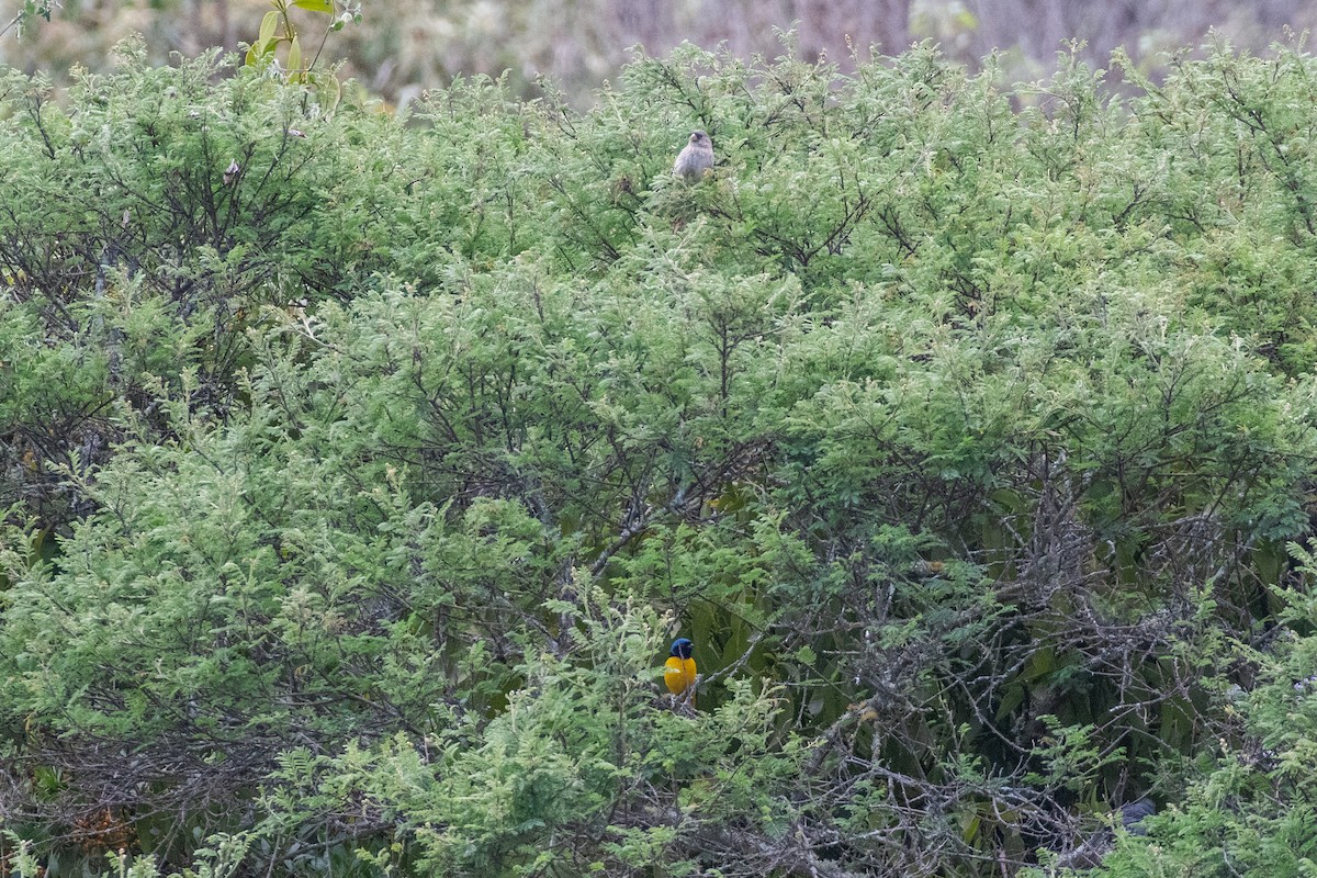 Golden-rumped Euphonia - ML647769236