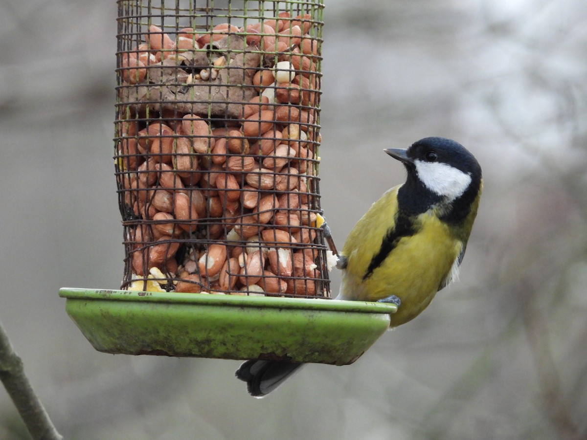 Great Tit - ML647769238