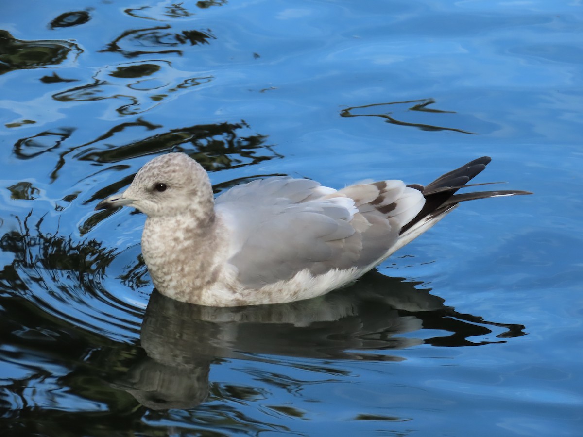 Short-billed Gull - ML647769239