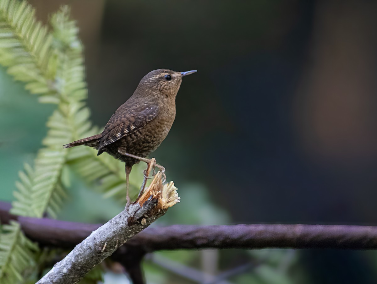 Pacific Wren - ML647769240