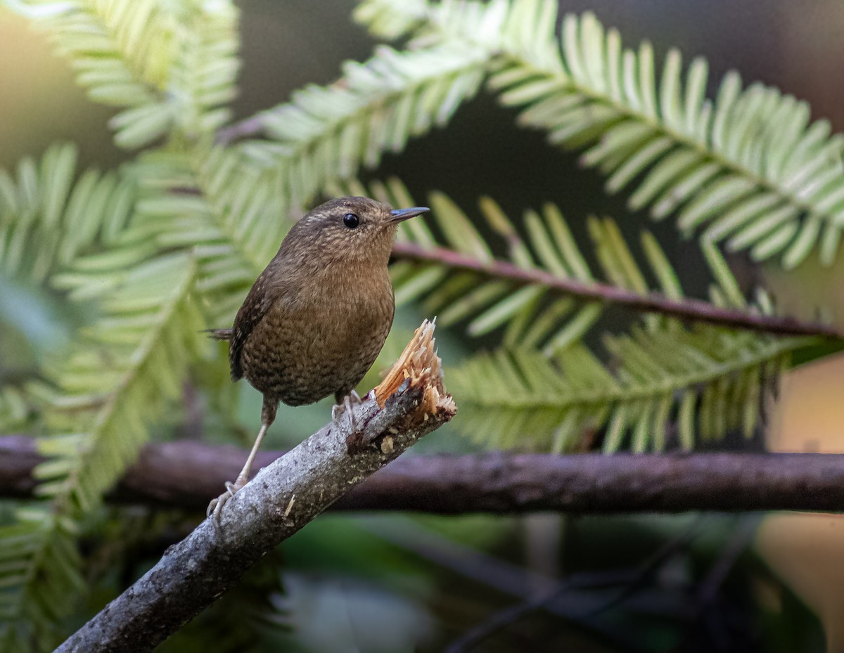 Pacific Wren - ML647769241