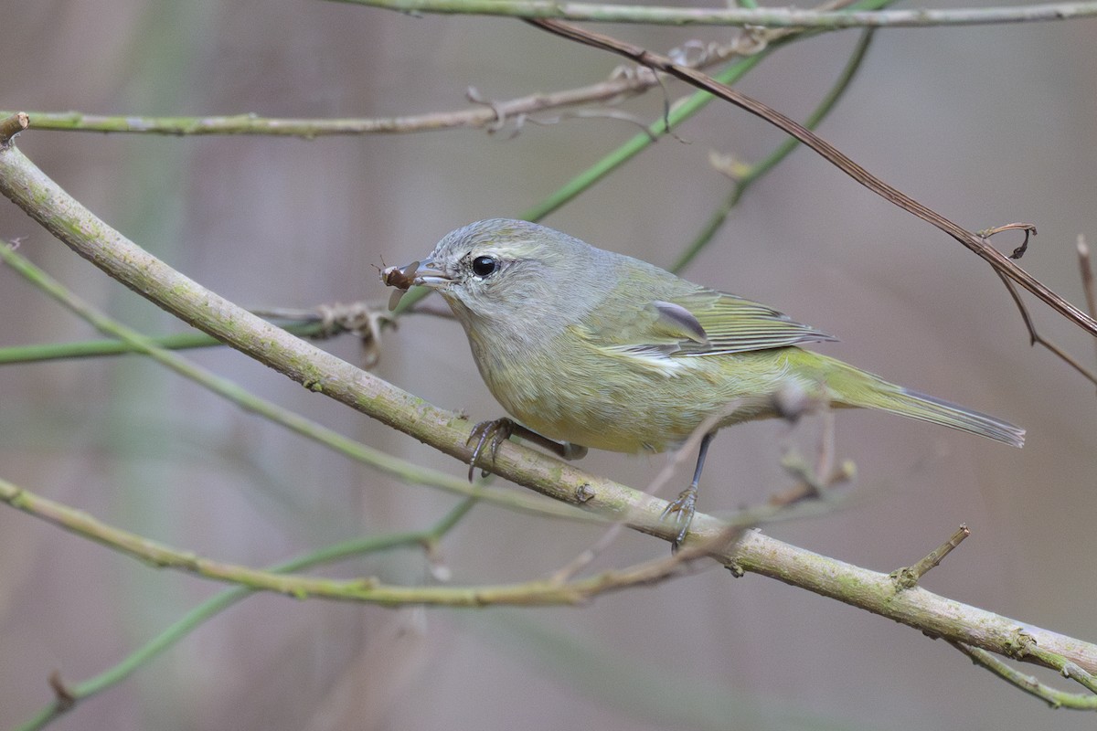 Orange-crowned Warbler - ML647769242