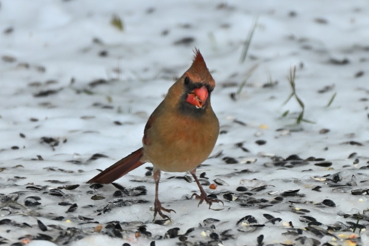 Northern Cardinal - ML647769243