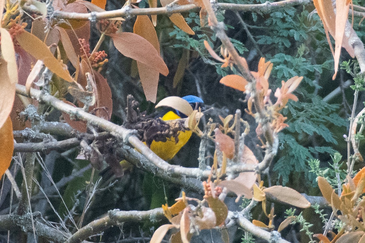 Golden-rumped Euphonia - ML647769244