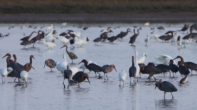 Рыжеватая цапля - ML647769245