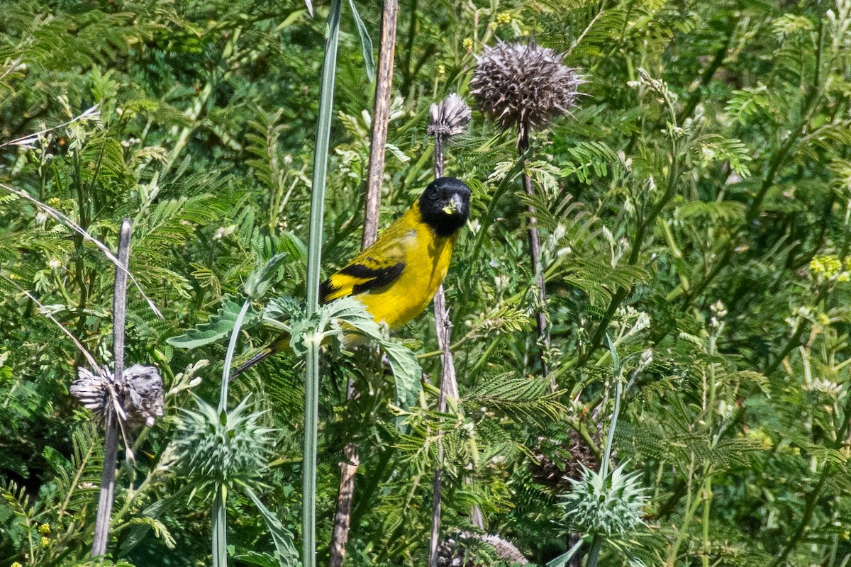 Hooded Siskin - ML647769255