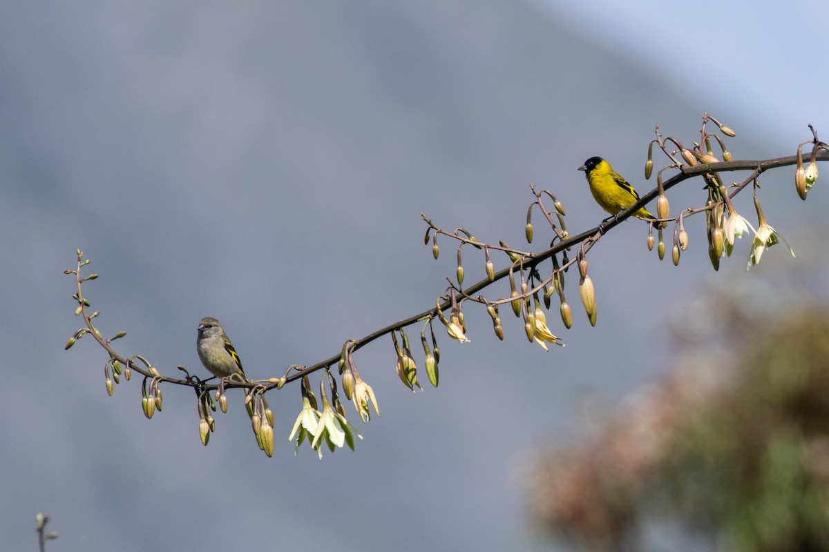 Hooded Siskin - ML647769256