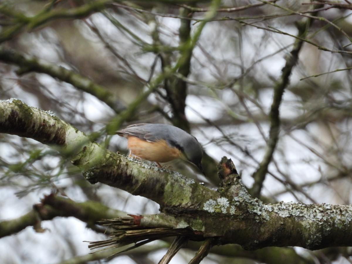 Garrapo eurasiarra - ML647769282