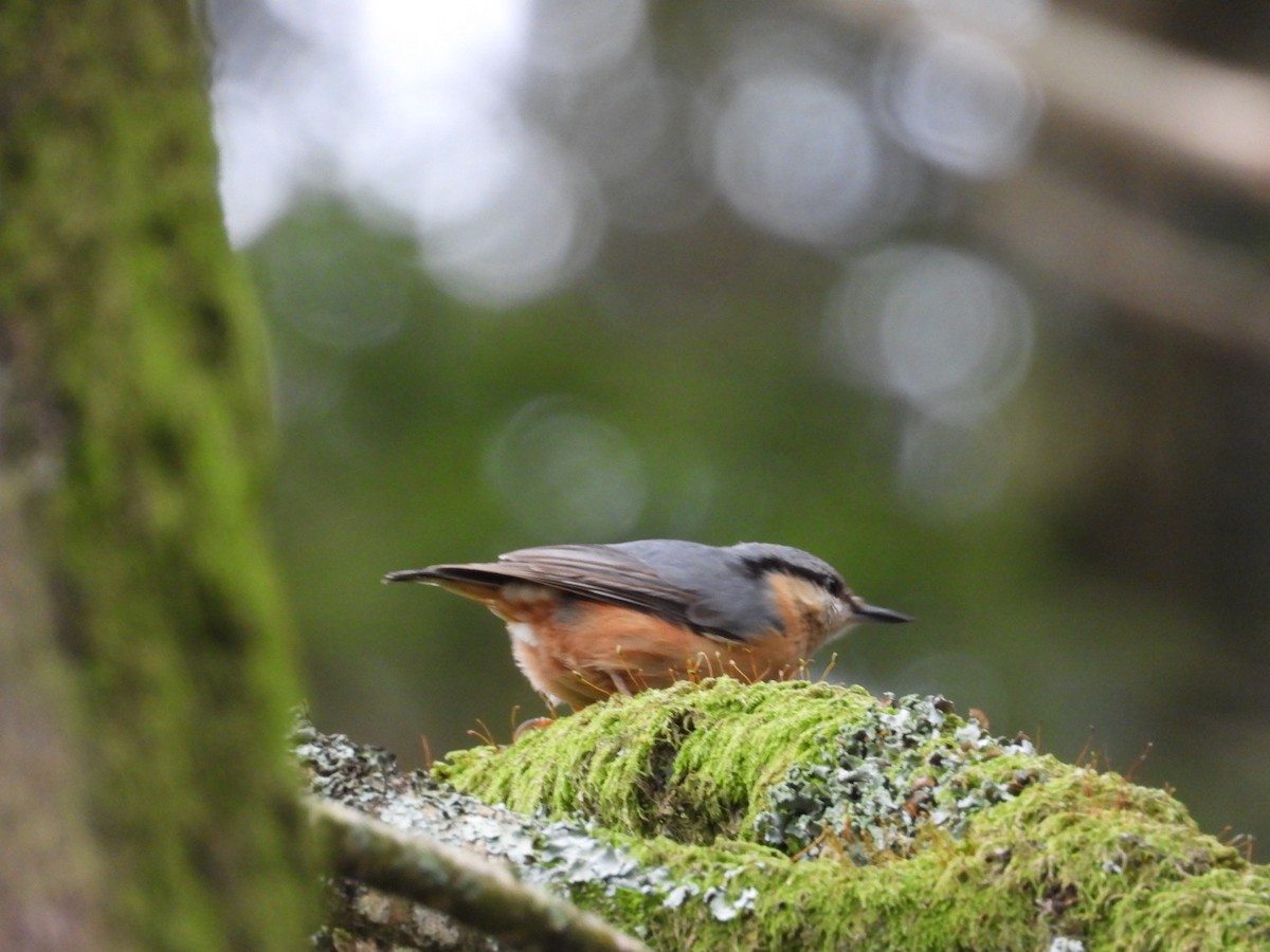 Garrapo eurasiarra - ML647769283