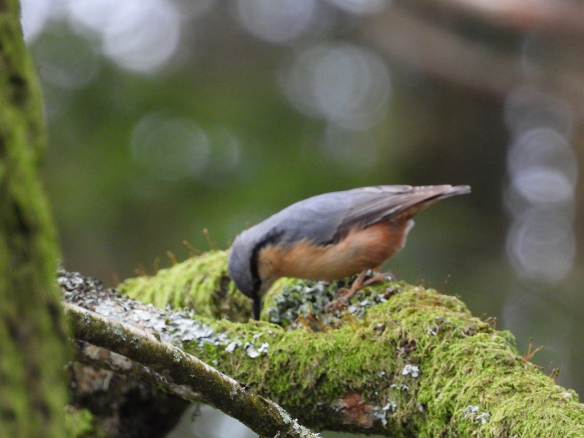 Garrapo eurasiarra - ML647769284