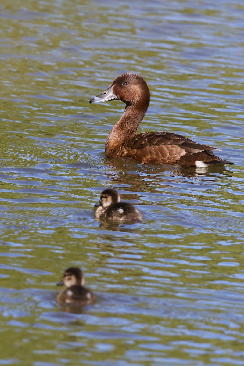 Hardhead - ML647769302