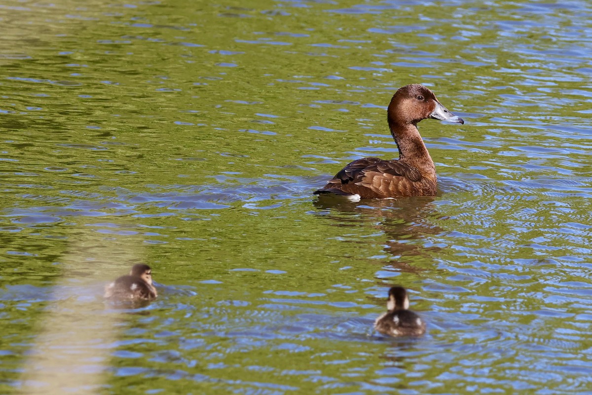 Hardhead - ML647769303