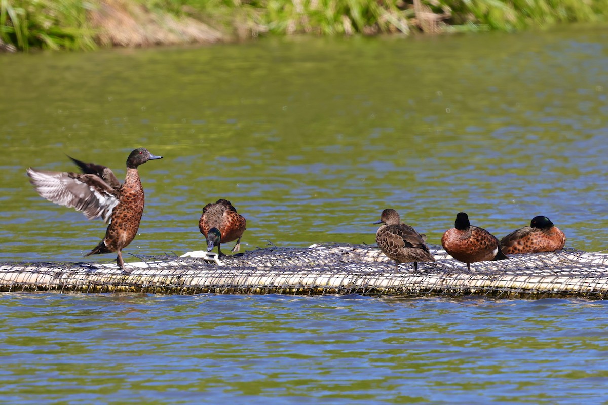 Chestnut Teal - ML647769305