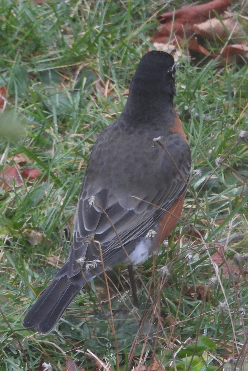 American Robin - ML647769307