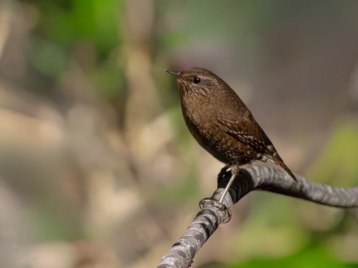 Pacific Wren - ML647769331