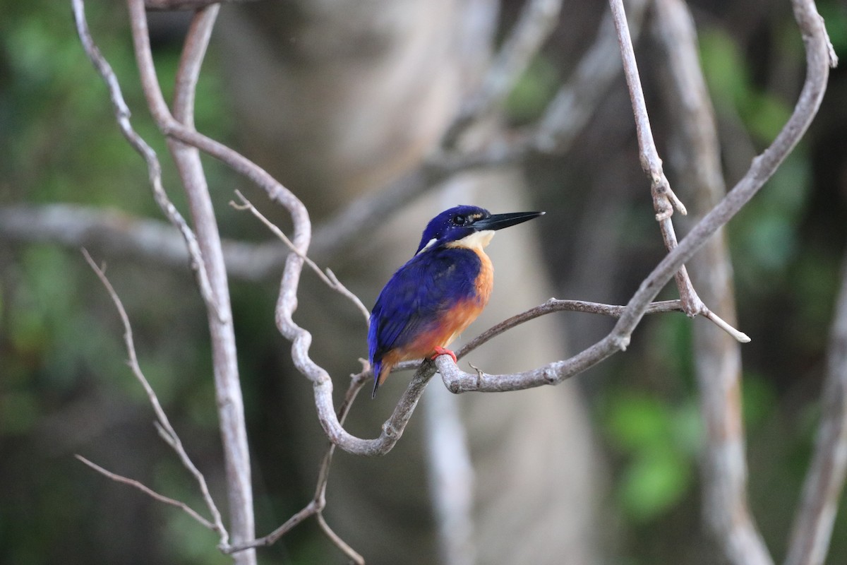 Azure Kingfisher - ML647769354