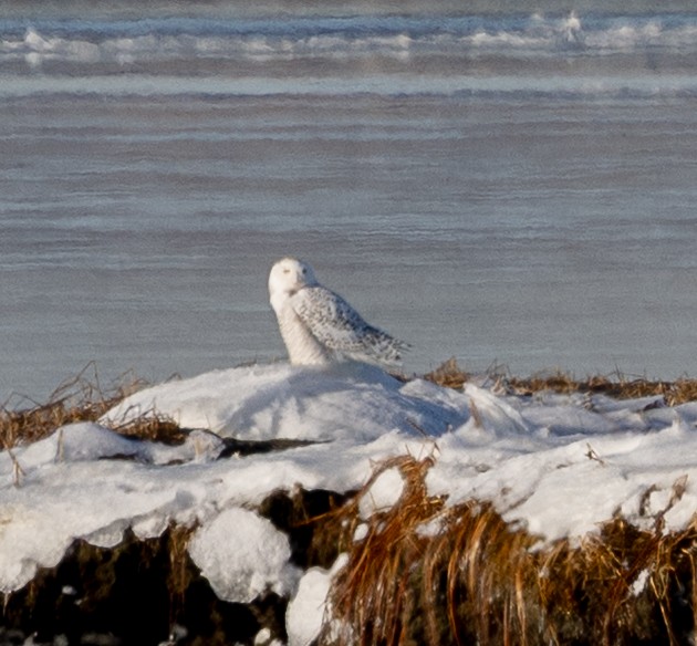 Snowy Owl - ML647769370