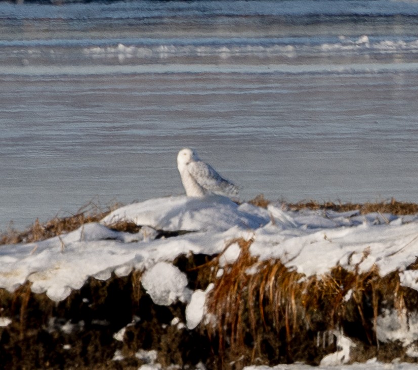 Snowy Owl - ML647769371