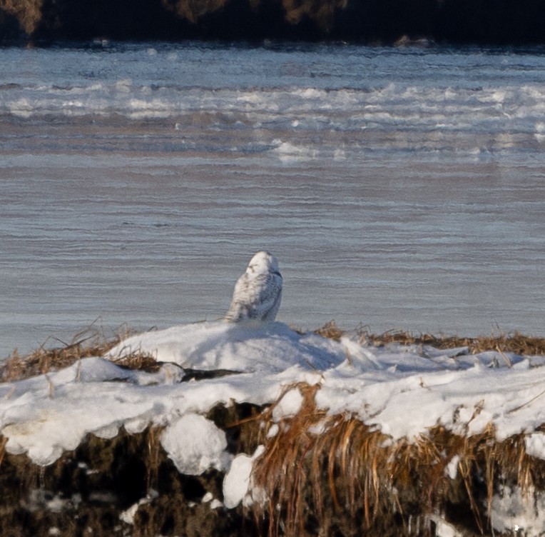 Snowy Owl - ML647769372