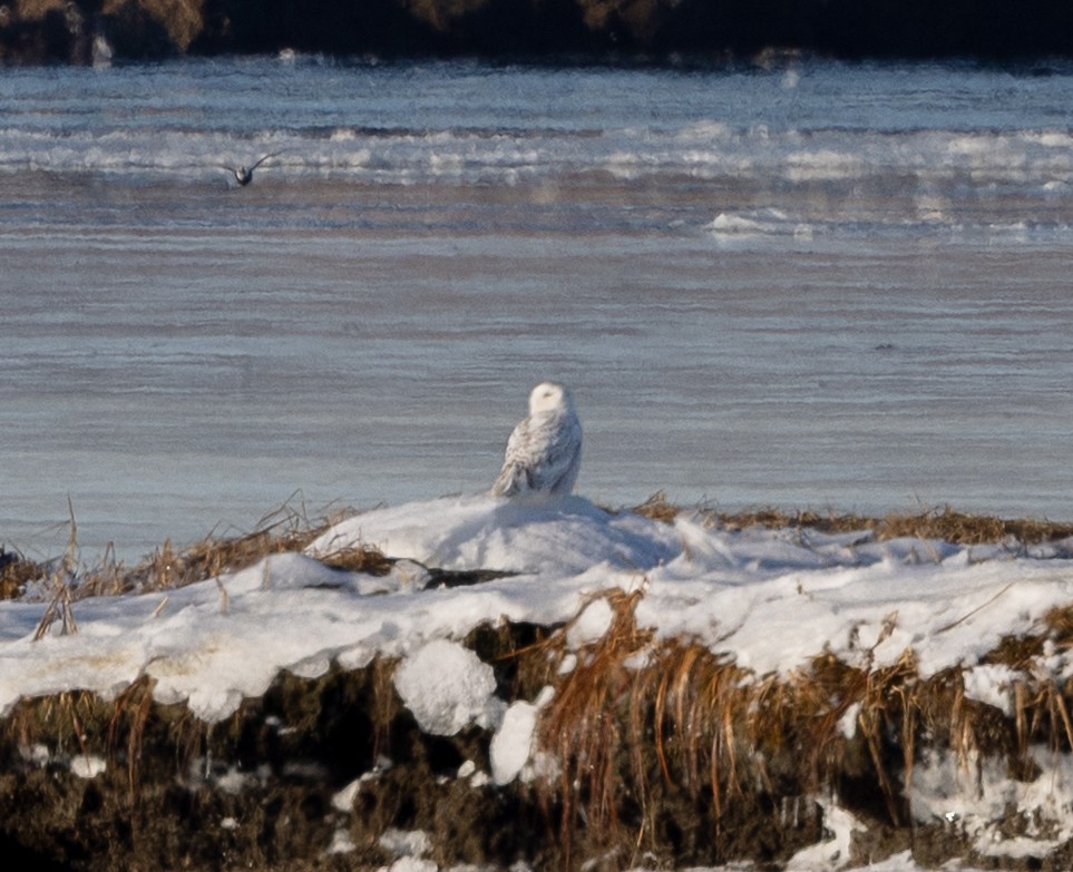 Snowy Owl - ML647769373