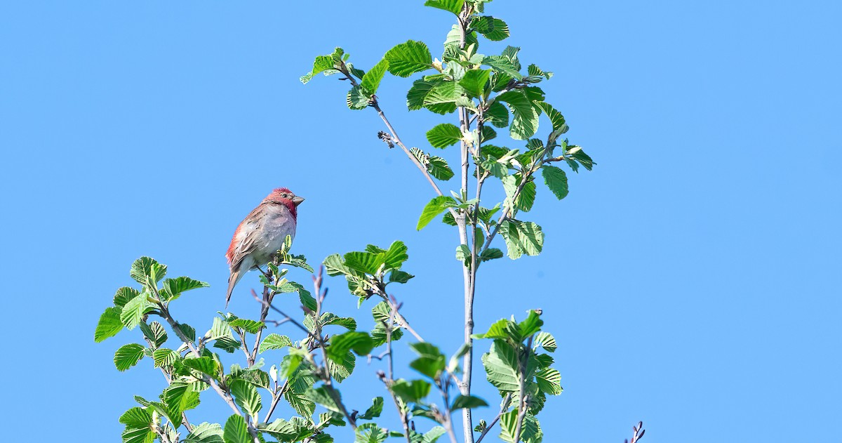 ורדית אירופית - ML647769374