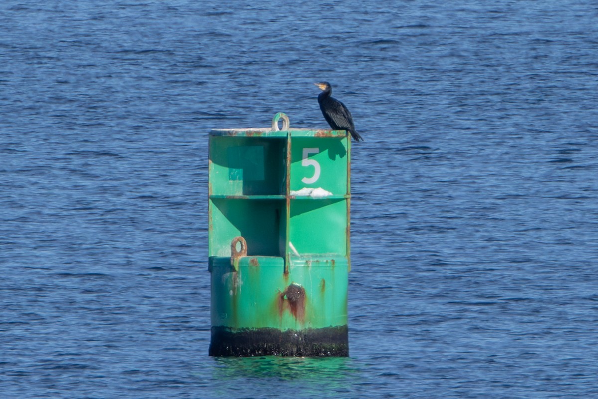 Cormorano - ML647769375