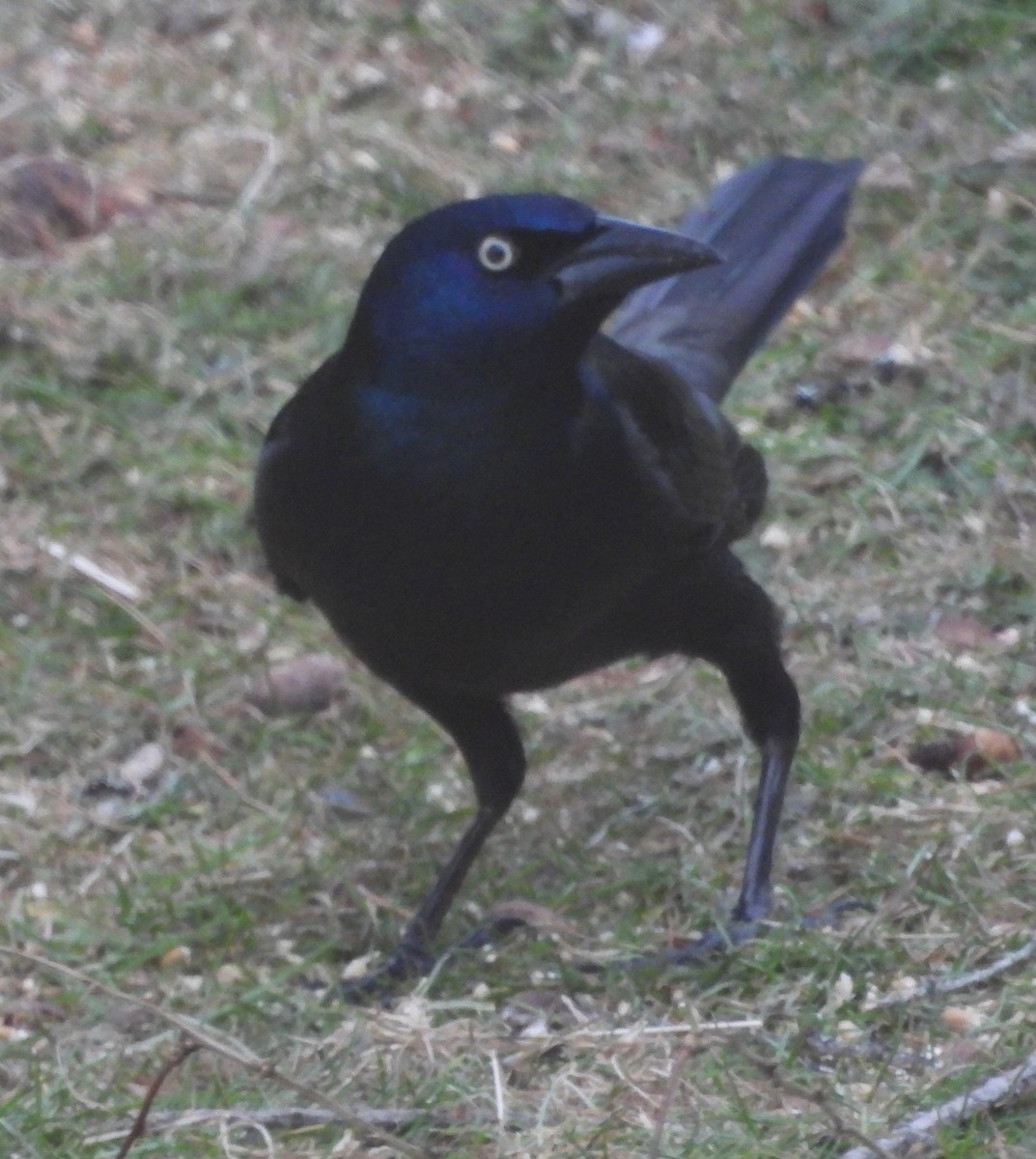 Common Grackle - ML647769378