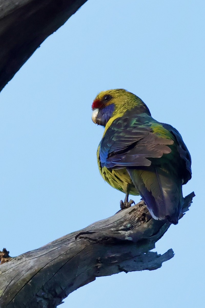 Желтобрюхая розелла - ML647769379