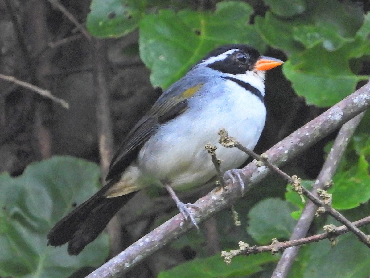 Желтоклювый тохи - ML647769380