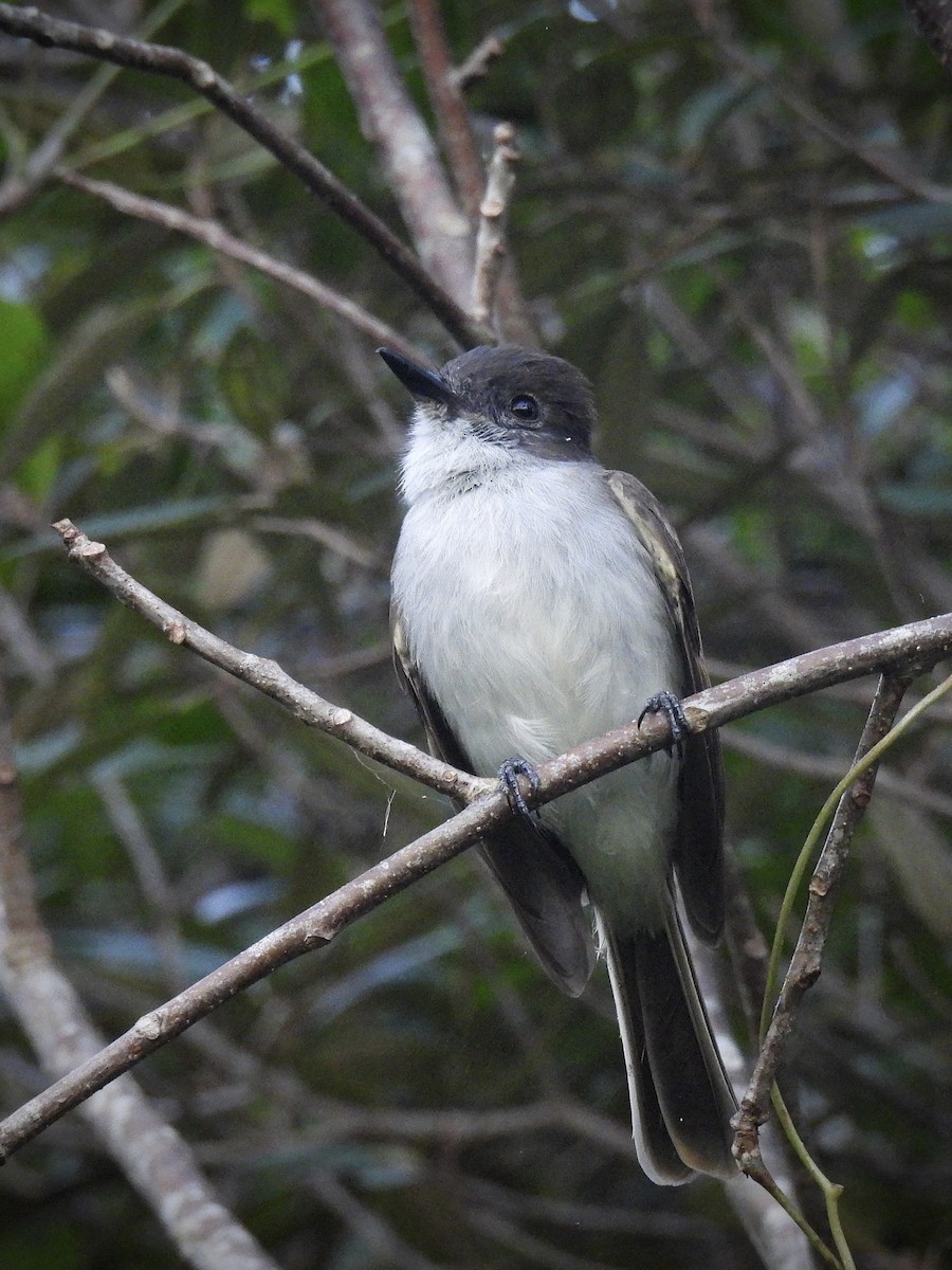 Пуэрториканский миарх - ML647769381