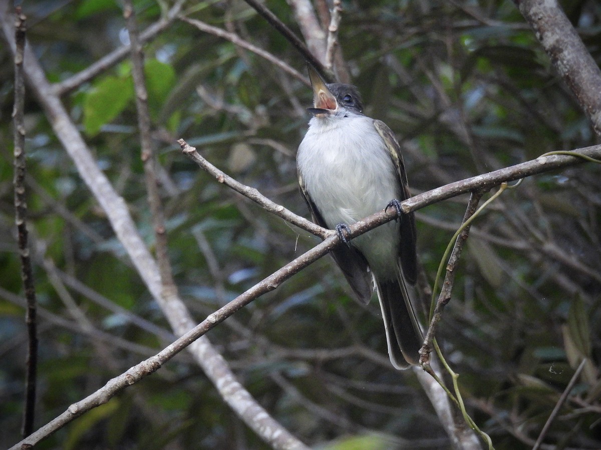 Пуэрториканский миарх - ML647769382